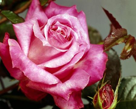                 Un ami c'est un petit nuage tout blanc